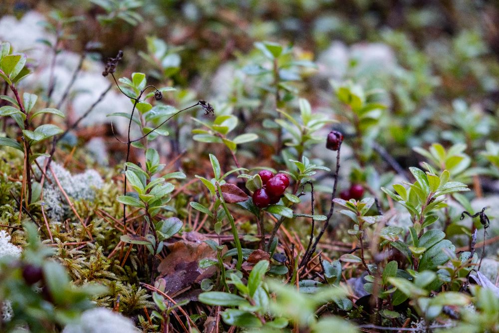 Незабываемое приключение по Карелии с ATVARMOR CLUB Незабываемое приключение по Карелии с ATVARMOR CLUB