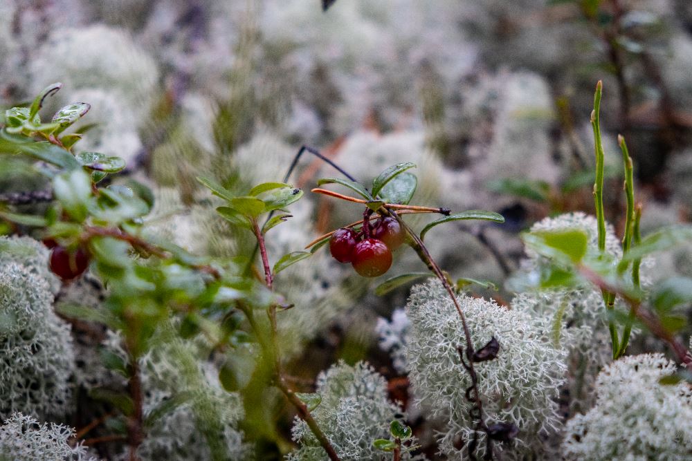 Незабываемое приключение по Карелии с ATVARMOR CLUB Незабываемое приключение по Карелии с ATVARMOR CLUB