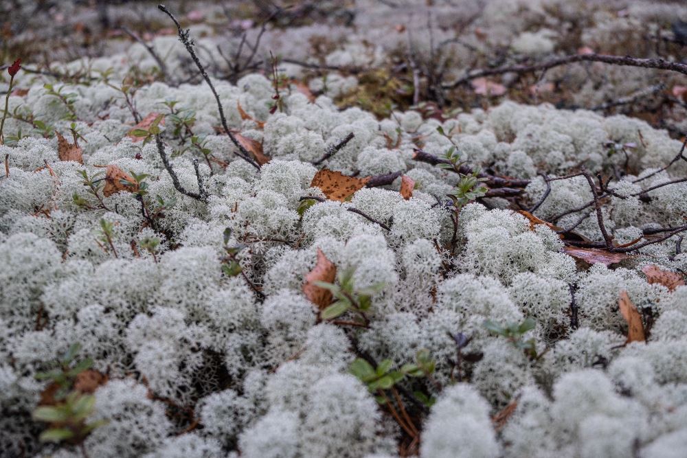 Незабываемое приключение по Карелии с ATVARMOR CLUB Незабываемое приключение по Карелии с ATVARMOR CLUB